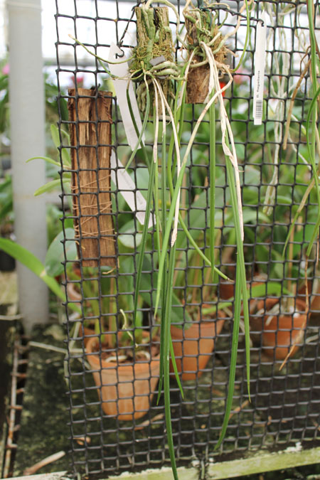Brassavola flagellaris.jpg