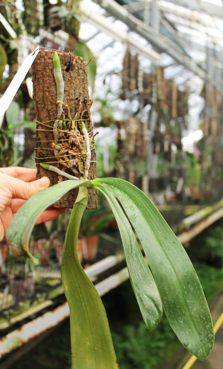 Phalaenopsis lueddemanniana.jpg