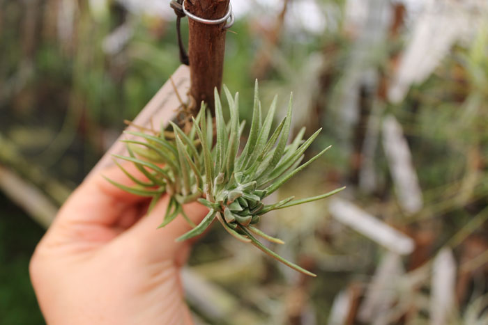 Tillandsia araujei (open form).jpg