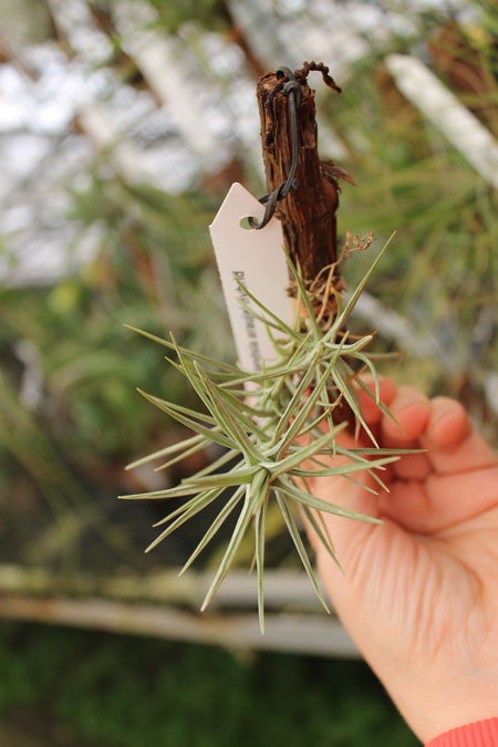 Tillandsia araujei hybrid.jpg