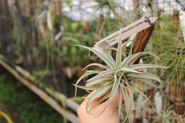 Tillandsia brachycaulos (white form).jpg