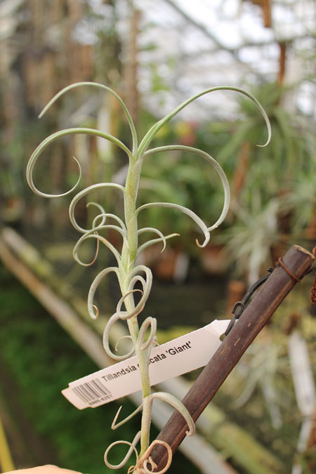 Tillandsia crocata 'Giant'.jpg
