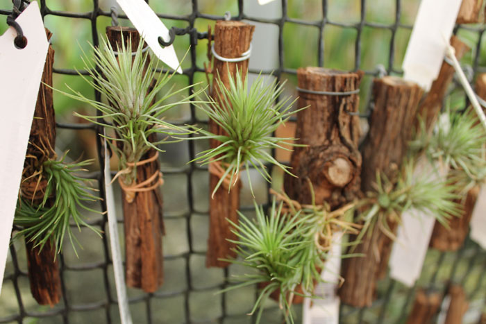 Tillandsia funkiana.jpg