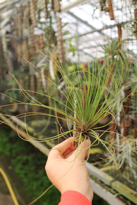 Tillandsia juncea red-green.jpg