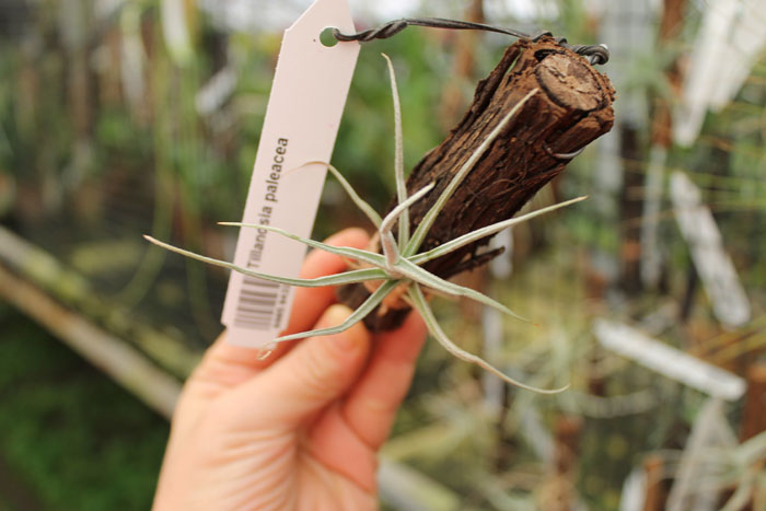 Tillandsia paleacea.jpg