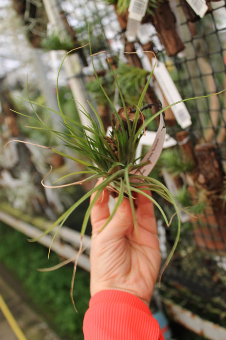 Tillandsia tenuifolia 'Bronze Giant'.jpg