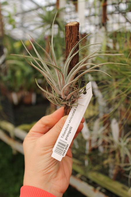 Tillandsia utriculata var prengelii.jpg