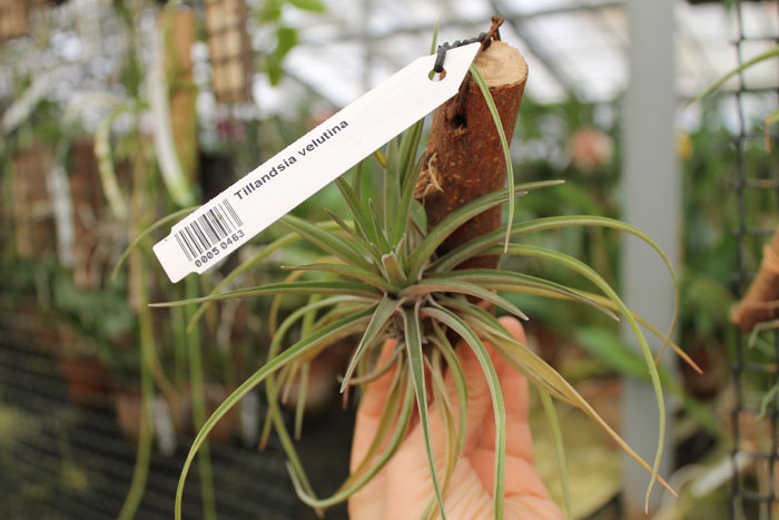 Tillandsia velutina.jpg
