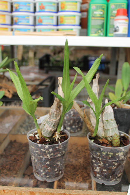 Catasetum pileatum hybrid.jpg