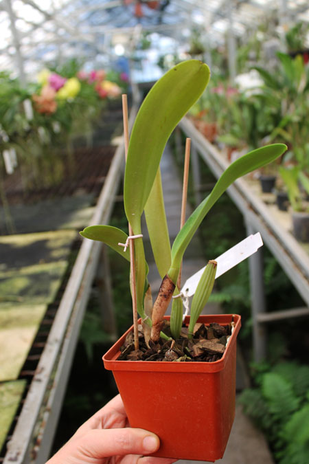 Cattleya dowiana x SELF.jpg