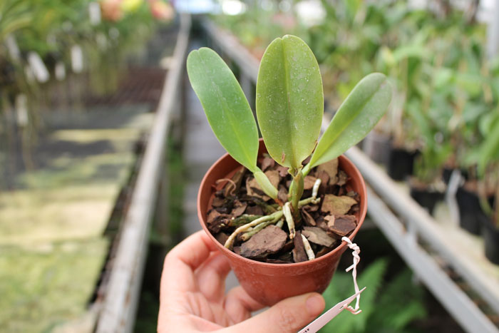Cattleya dowiana rosea x self.jpg