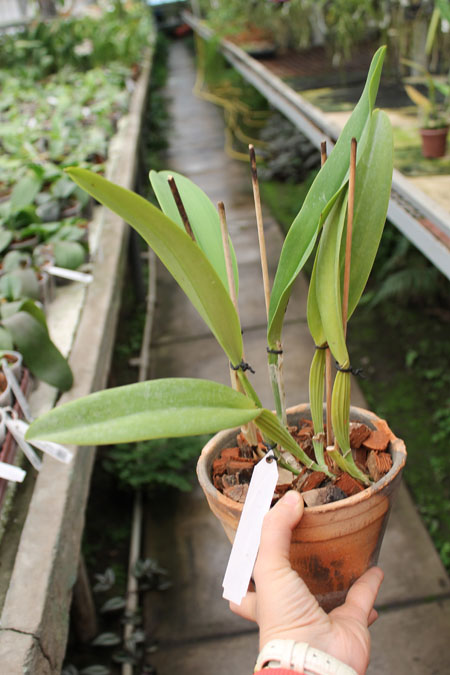 Cattleya labiata coerulea 'Bastiao' x Cattleya labiata coerulea 'Lourival'.jpg