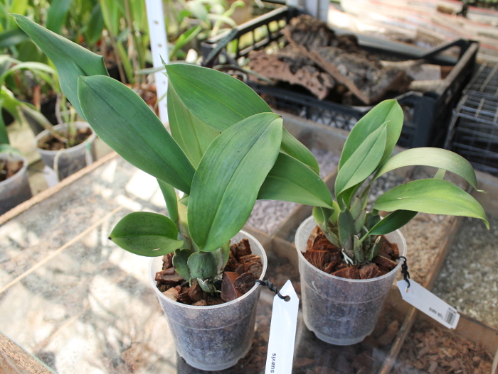 Trichopilia suavis.JPG