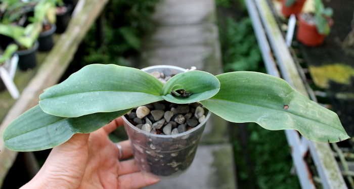 Paphiopedilum moquetteanum.JPG