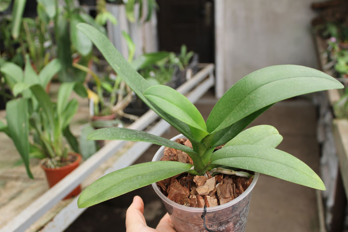 Doritis TH Pink Lady.jpg