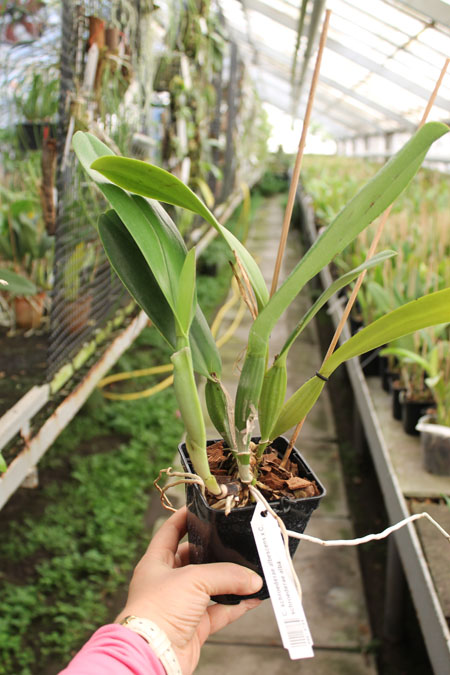 Cattleya schroederae albescens x Cattleya schroederae alba.jpg