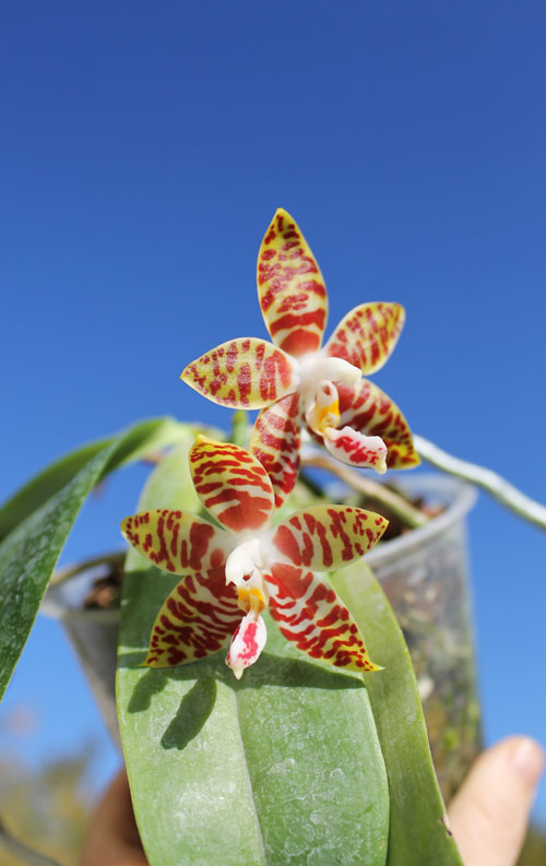 Phalaenopsis amboinensis red spot type.jpg