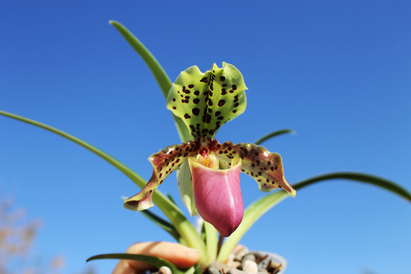 Paphiopedilum henryanum.jpg