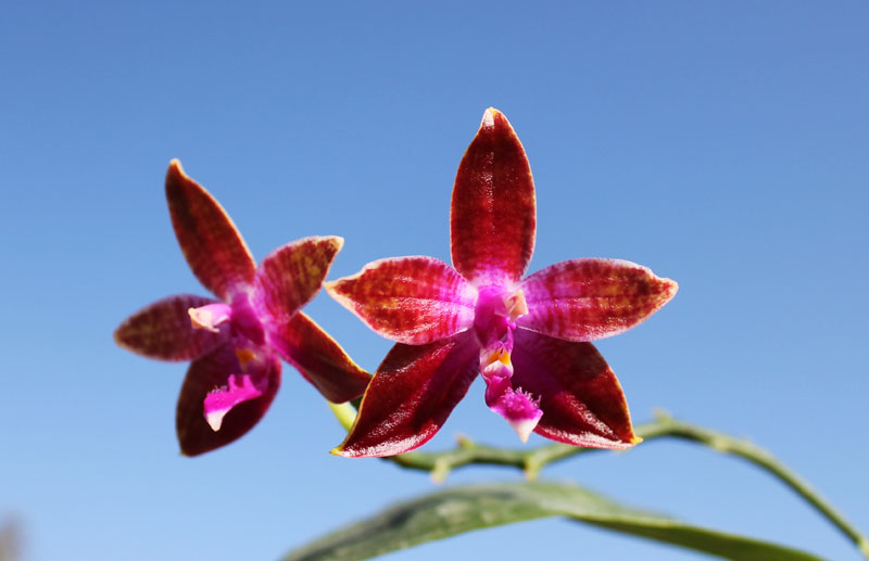 Phalaenopsis KS Happy Eagle x mariae.jpg