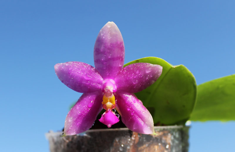 Phalaenopsis Ld Bellina Eagle x Prima.jpg