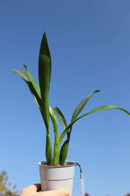 Epidendrum Green Hornet x Epicattleya Miva Etoile Noire.jpg