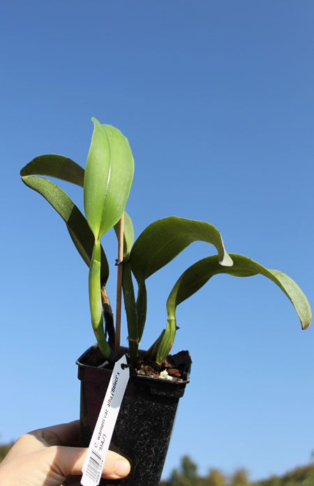 Cattleya warneri var alba ('Select' x 'MAJ').jpg