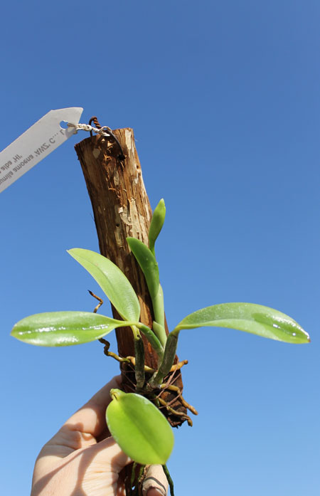 Laelia pumila amoena 'AWZ' х Laelia pumila alba 'HI'.jpg