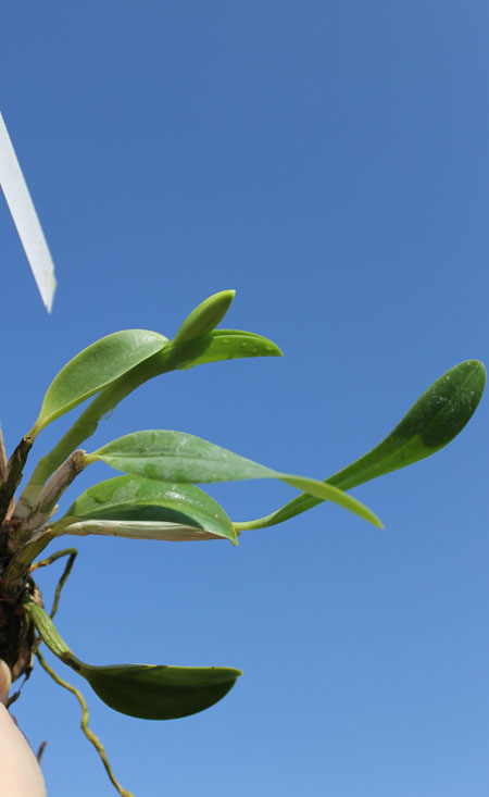 Laelia pumila tipo 'Ruby Queen' x Laelia pumila tipo 'Madrugada' (Z-15).jpg