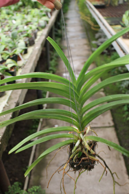 Vanda Mimi Palmer Fragrance.jpg