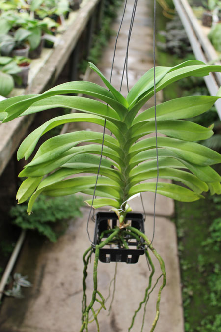 Vanda coerulea, blue.jpg