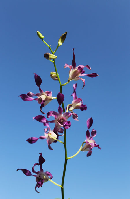 Dendrobium Somkiet Blue.jpg