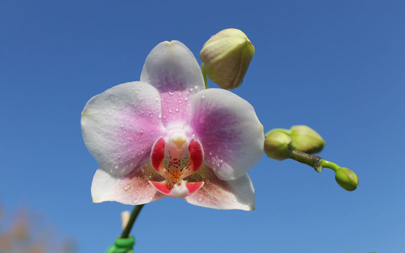 Phalaenopsis Yaphon Glad Canary.jpg