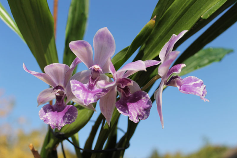 Acacallis cyanea x Otostylis brachystalix.jpg