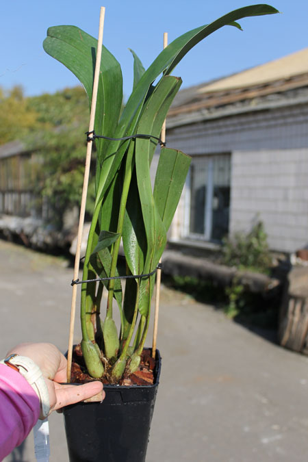 Maxillaria fractiflexa.jpg