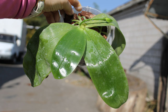 Phalaenopsis Samera 'Blue.jpg