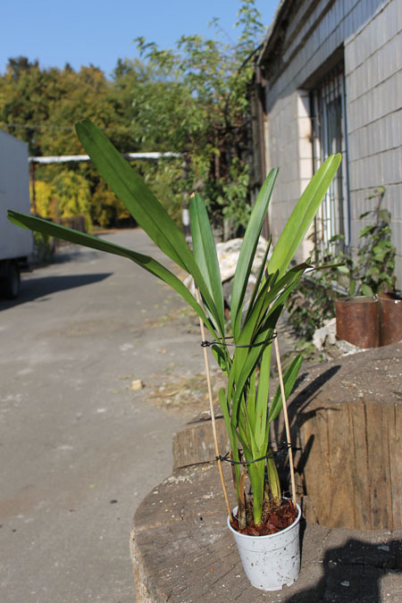 Maxillaria splendens.jpg