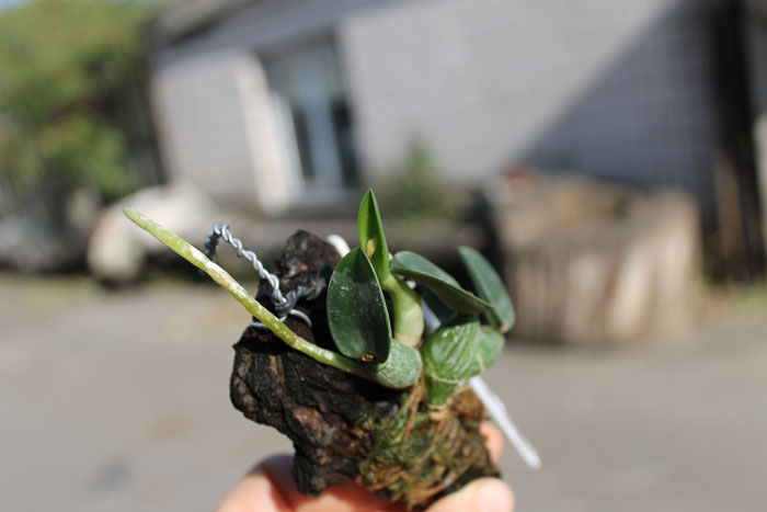 Sophronitis cernua.jpg