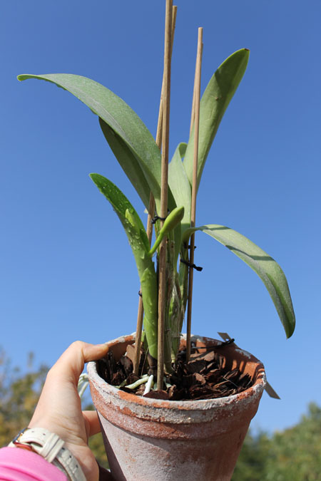 Laeliocattleya Sierra Skies 'Leone'.jpg