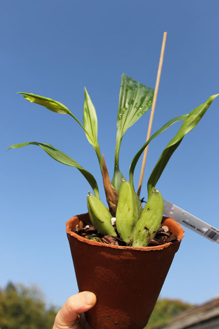 Coelogyne speciosa.jpg