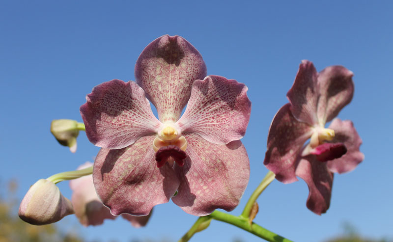 Vanda Kultana Gold x Vanda Patcharee's Delight.jpg