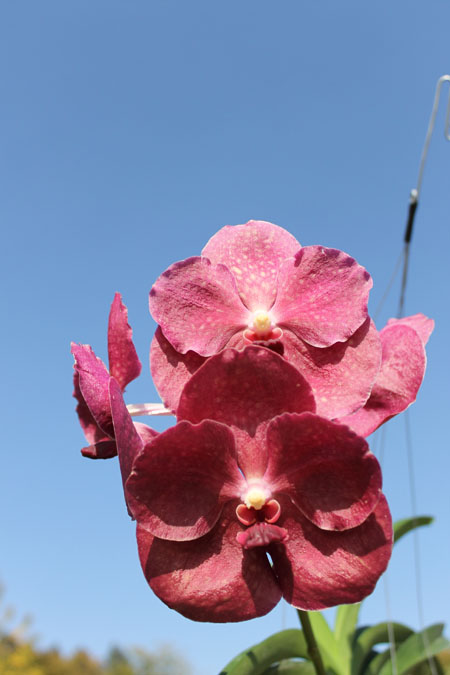 Vanda Kultana Gold x Vanda Patcharee's Delight.jpg