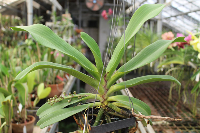 Rhynchostylis gigantea red.jpg