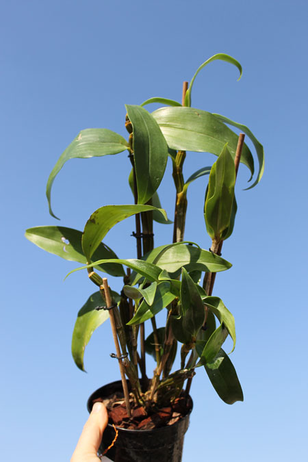 Dendrobium thyrsiflorum.jpg