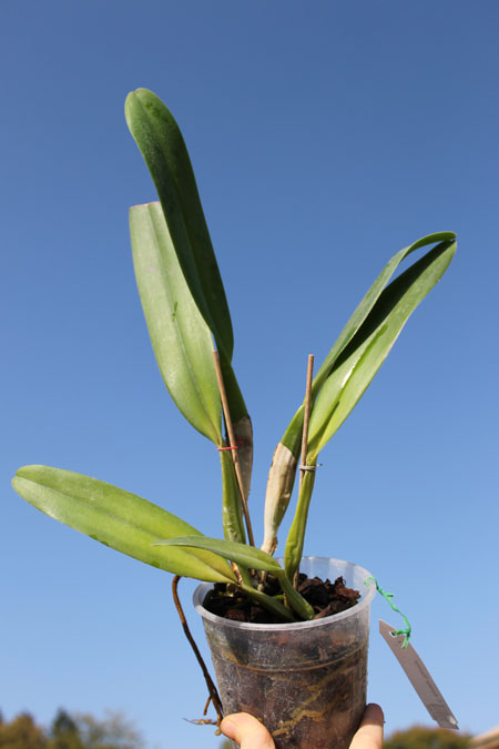 Cattleya Horace 'Maxima'.jpg