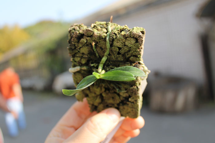 Aerangis rhodosticta.jpg