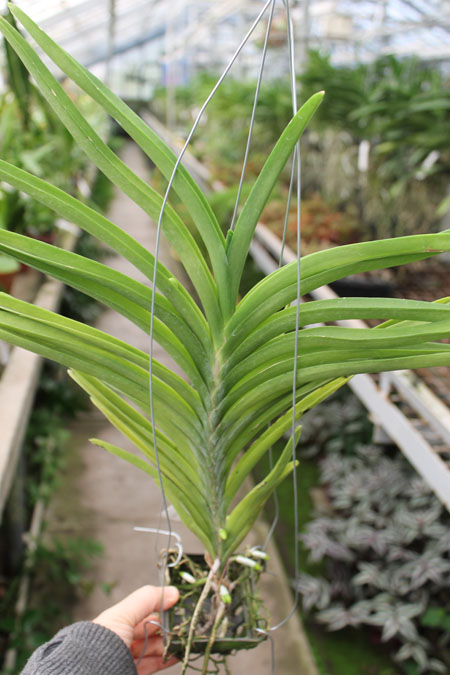 Ascocenda Princess Mikasa White.jpg