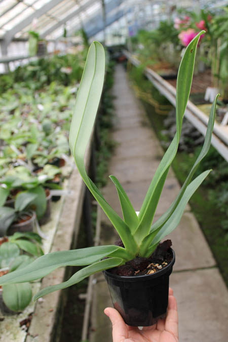 Paphiopedilum David Ott.jpg