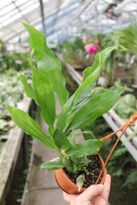 Chysis bractescens.jpg