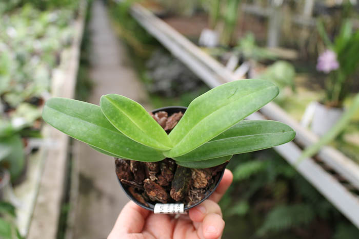 Paphiopedilum Woluwense (niveum x rothschildianum).JPG