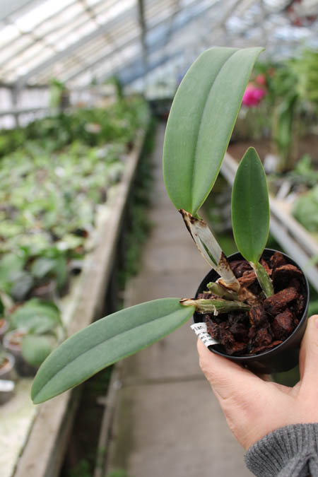 Cattleya x Whitei (schilleriana x warneri).jpg